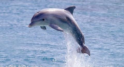 Dolphin picture