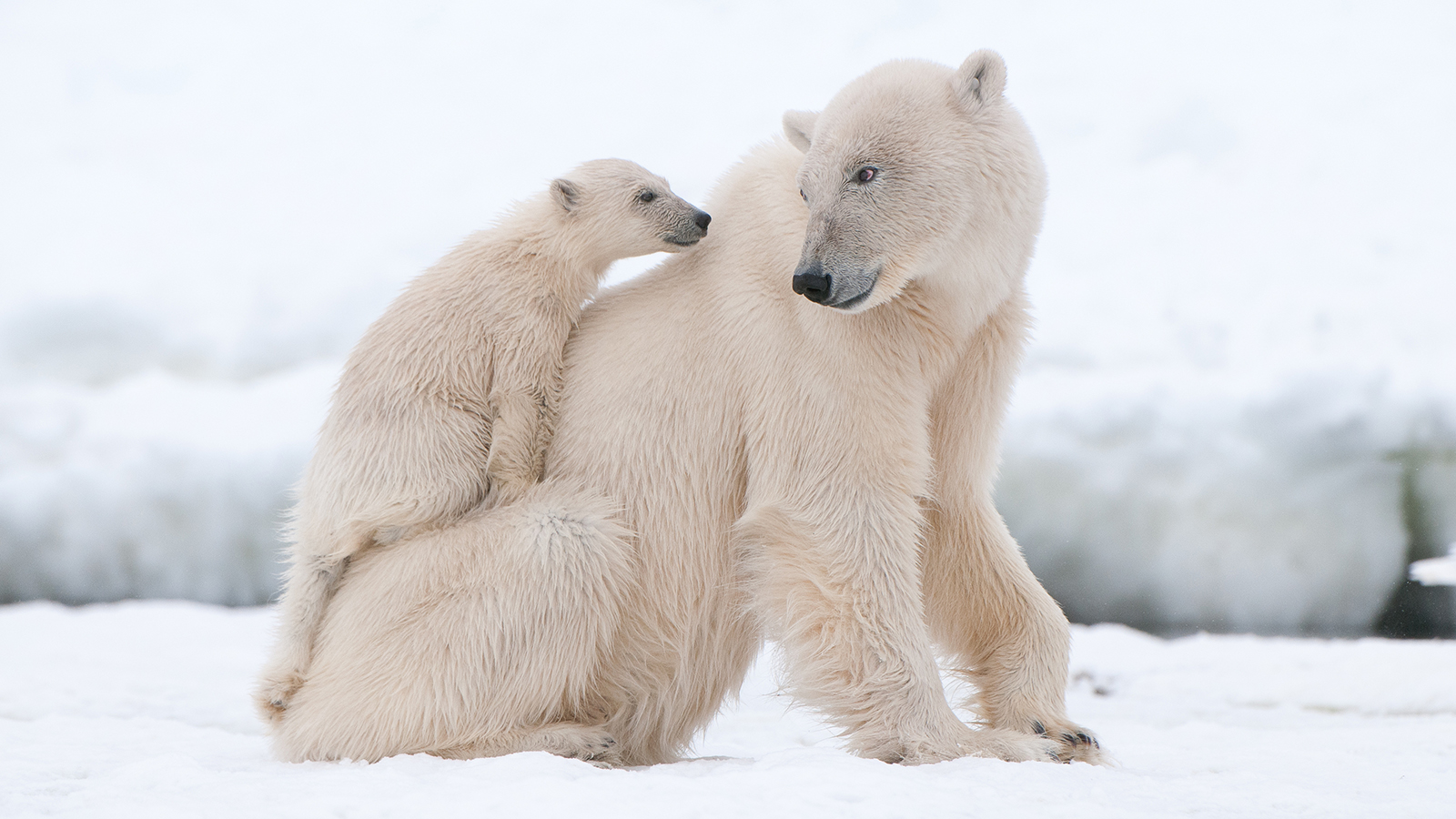 Polar Bear picture