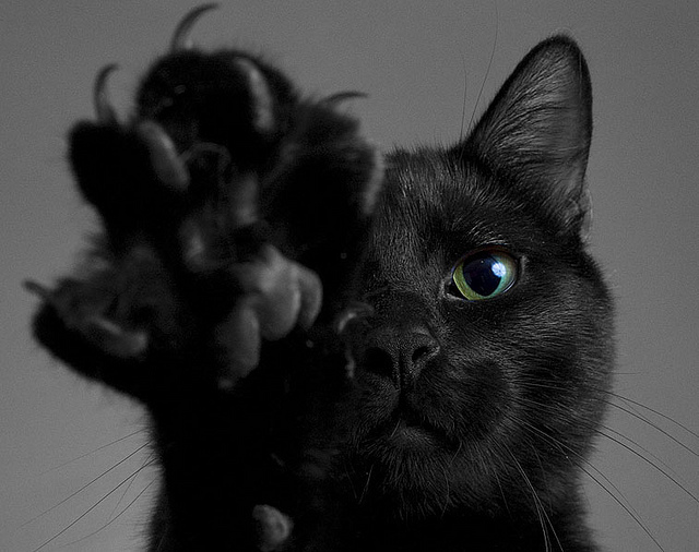 black-cat picture