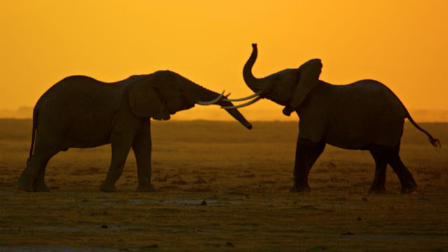 elephants picture