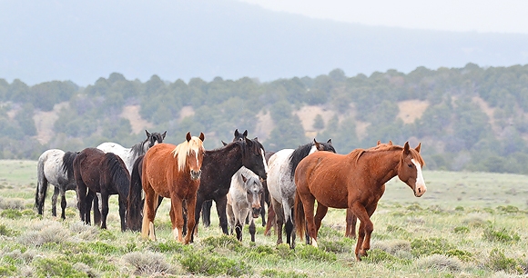 horses picture