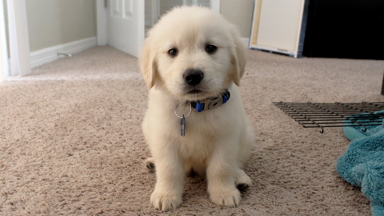 golden retriever puppy picture