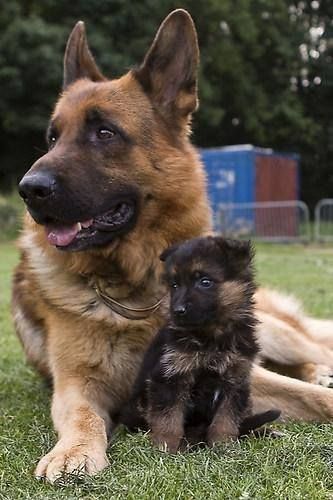 a picture of a german shepherd and her puppy