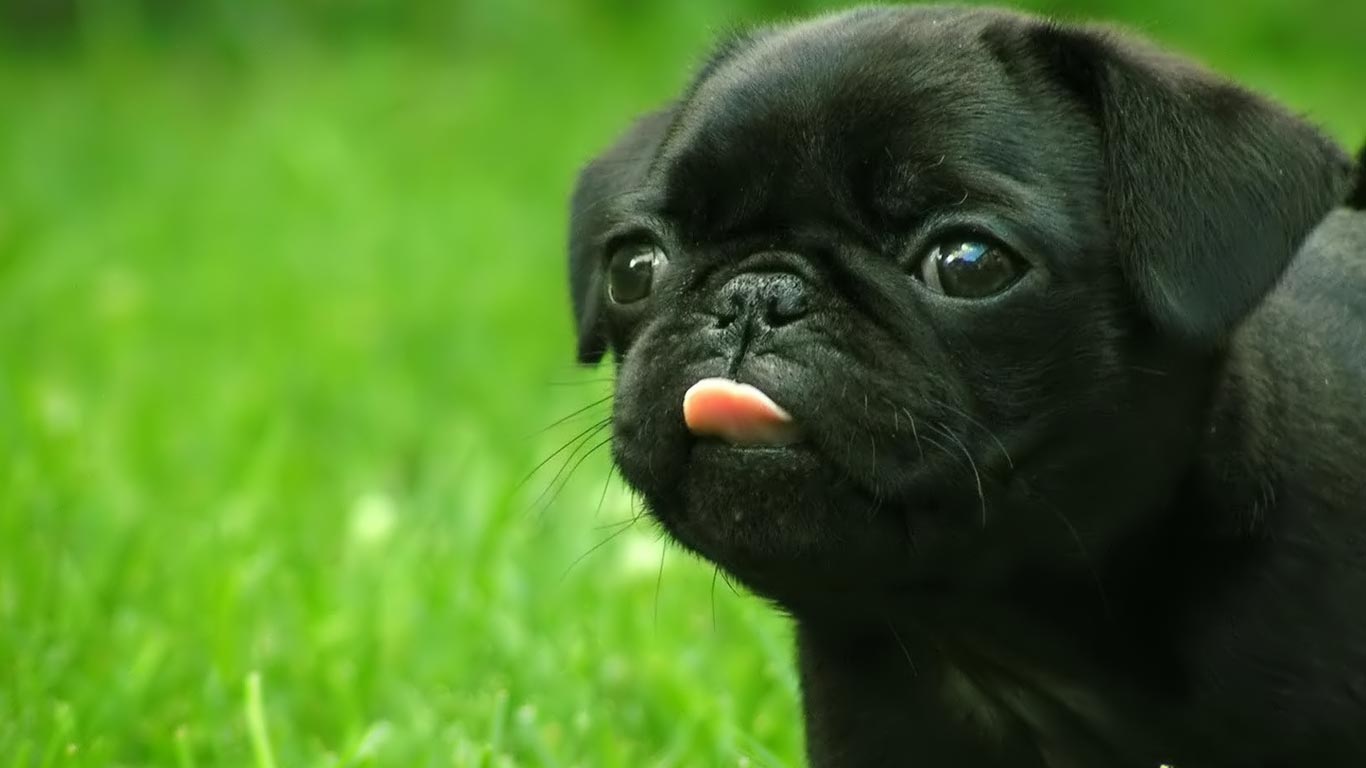 a picture of a black pug with its tongue out