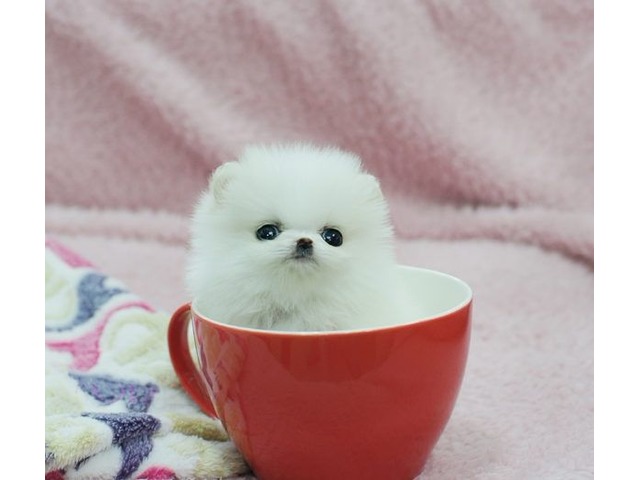 a picture of a teacup pomeranian puppy in a teacup